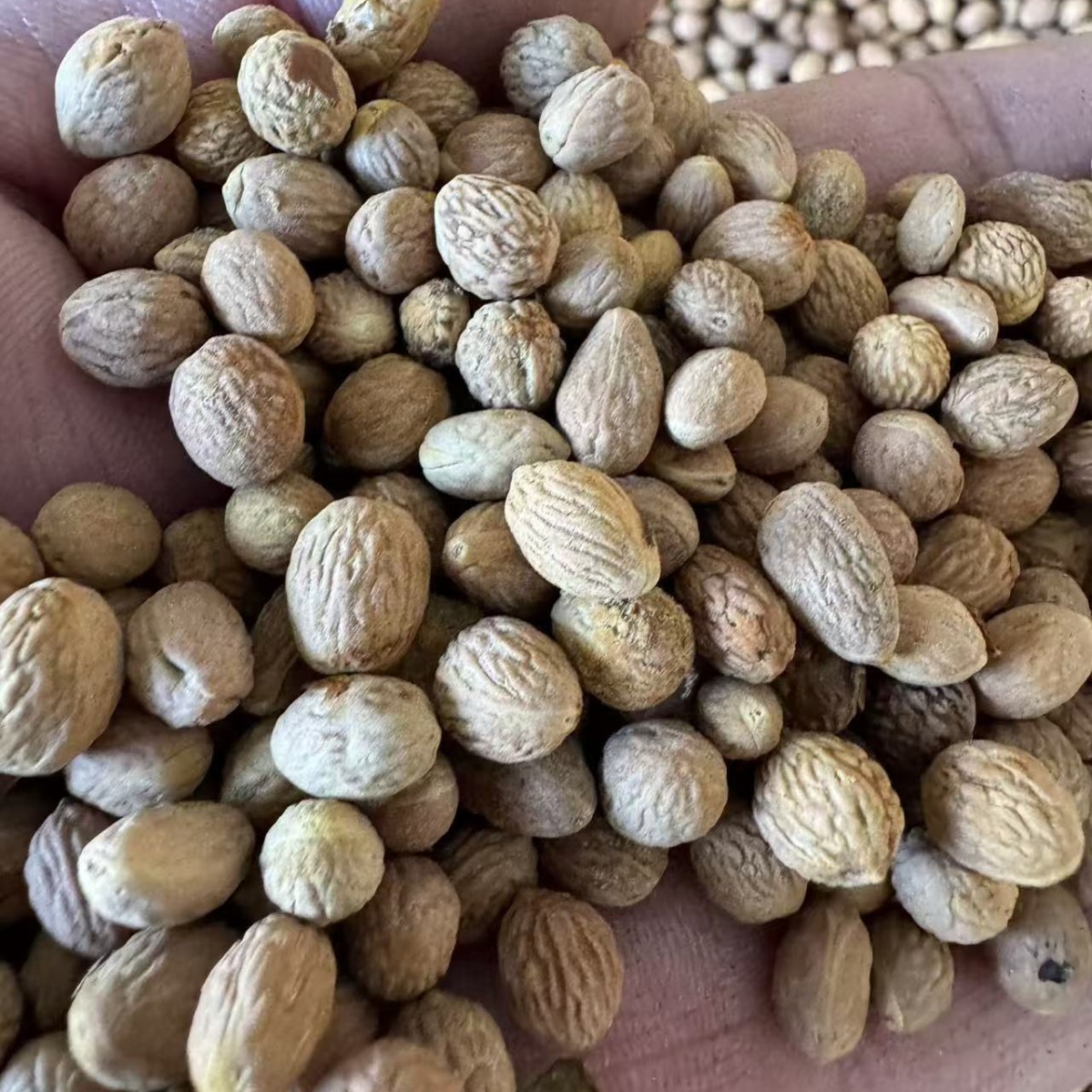 Sour Jujube Seed Suan Zao Ren Ziziphus jujuba Dried Seeds Bulk 500g-2500g Pillow Filling and Herbal Use quality and texture