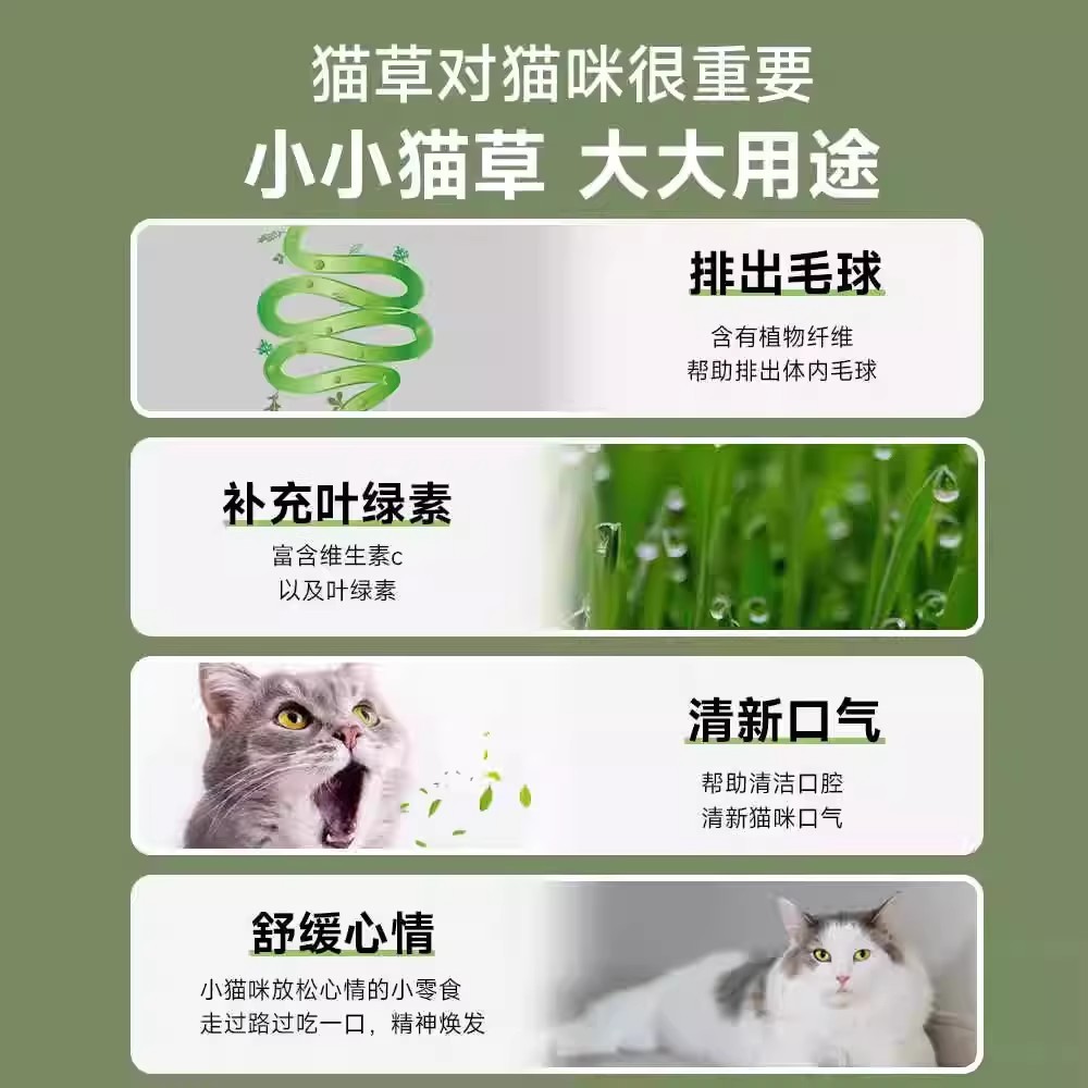 hierba para gatos, hierba para gatos en maceta, hierba para gatos, hierba para gatos