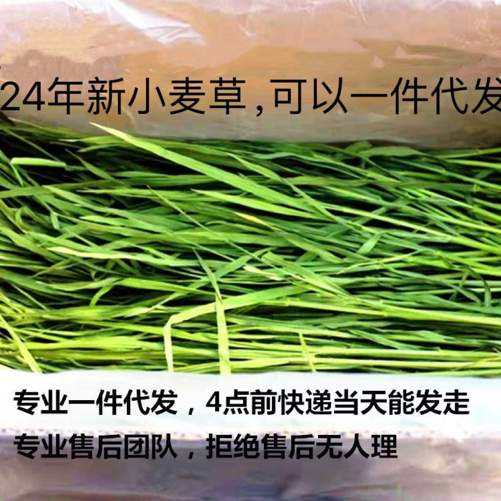 小麦草 烘干小麦草 小麦苗 2024年小麦毛重1000G嫩苗烘干牧草箱装