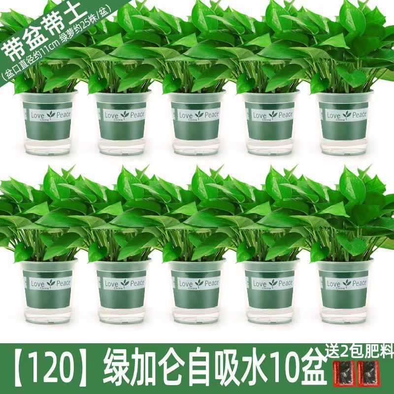 2층 녹색 화분 10개 + 흡수성 화분 + 영양액 [특별 제공 작은 녹색 무]