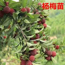 ޽ږ|÷箔Yش÷ԹϱNֲ