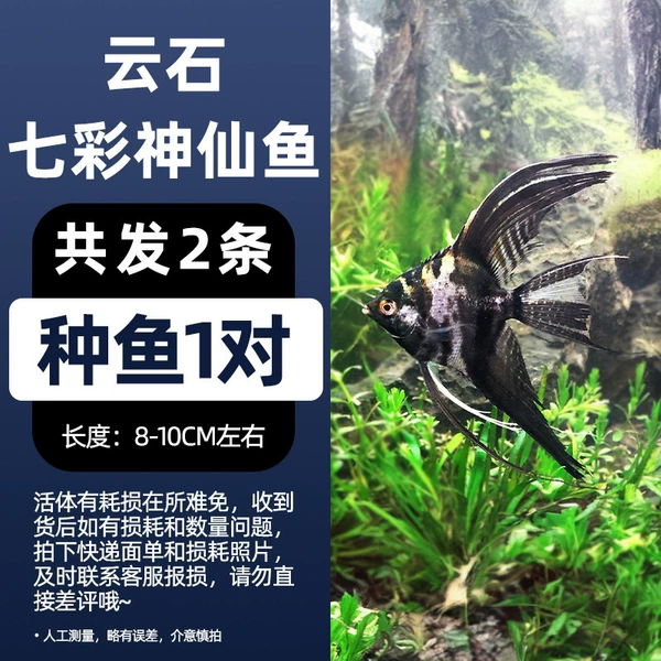 8-10cm, 1 pair