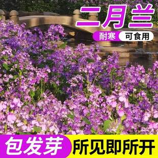 February Orchid Seeds Are Sown in All Seasons, Perennial Perennial Chrysanthemum Seeds Are Shade-Tolerant and Cold-Resistant Forest Flower Seeds