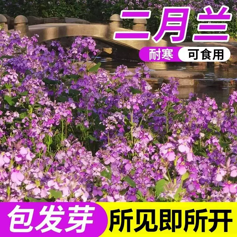 Семена орхидеи февраля высеваются в любое время года, семена многолетней хризантемы являются теневыносливыми и морозостойкими семенами лесных цветов.