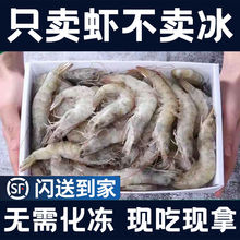 大虾冰鲜部族青岛虾子鲜活新鲜海鲜特大号3斤基围虾水产冻虾批发