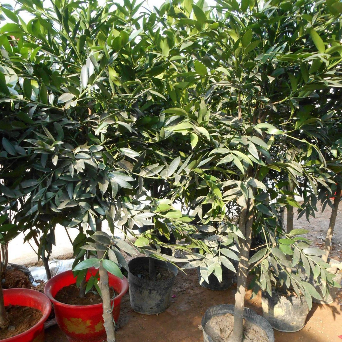 Оптовая продажа бамбукового кипариса Хунань, саженцы бамбукового кипариса, вечнозеленые деревья 1-3- 8-15cm большая партия, бамбуковый кипарис Чанша, низкая цена