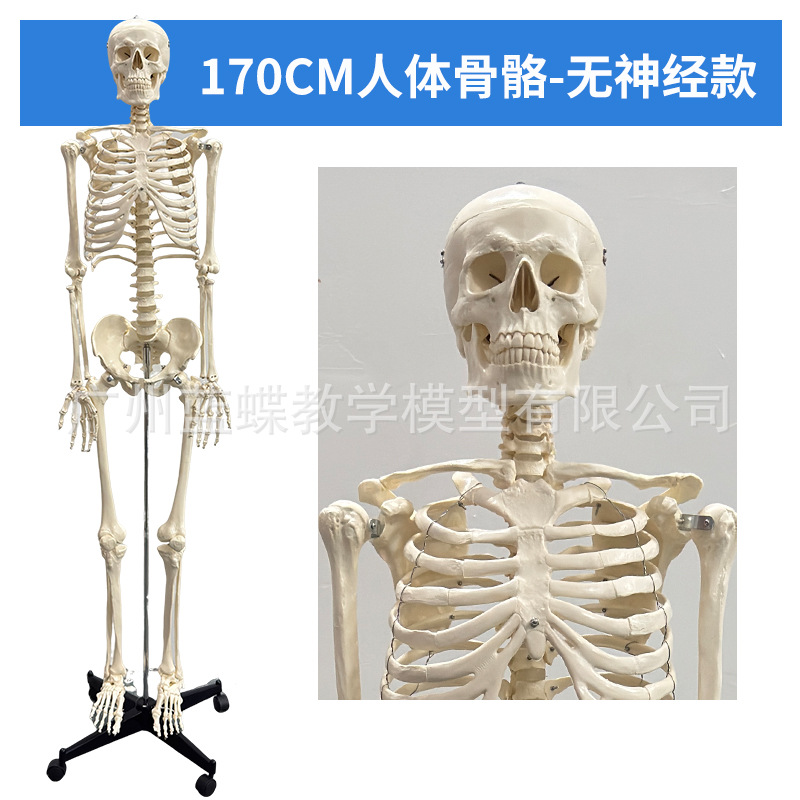 85cm�������ģ��170cmȫ�����˹Ǽ�����ģ��С���ý�ѧ��׵ģ��