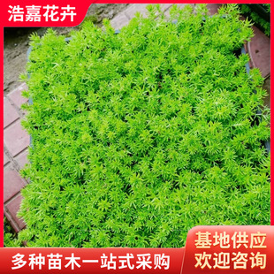 Golden Leaf Sedum Seedling Tray, Sedum Seedling Pot, Golden Strip Seedling Pot, Nutrient Cup Seedling with Sedum Seedling