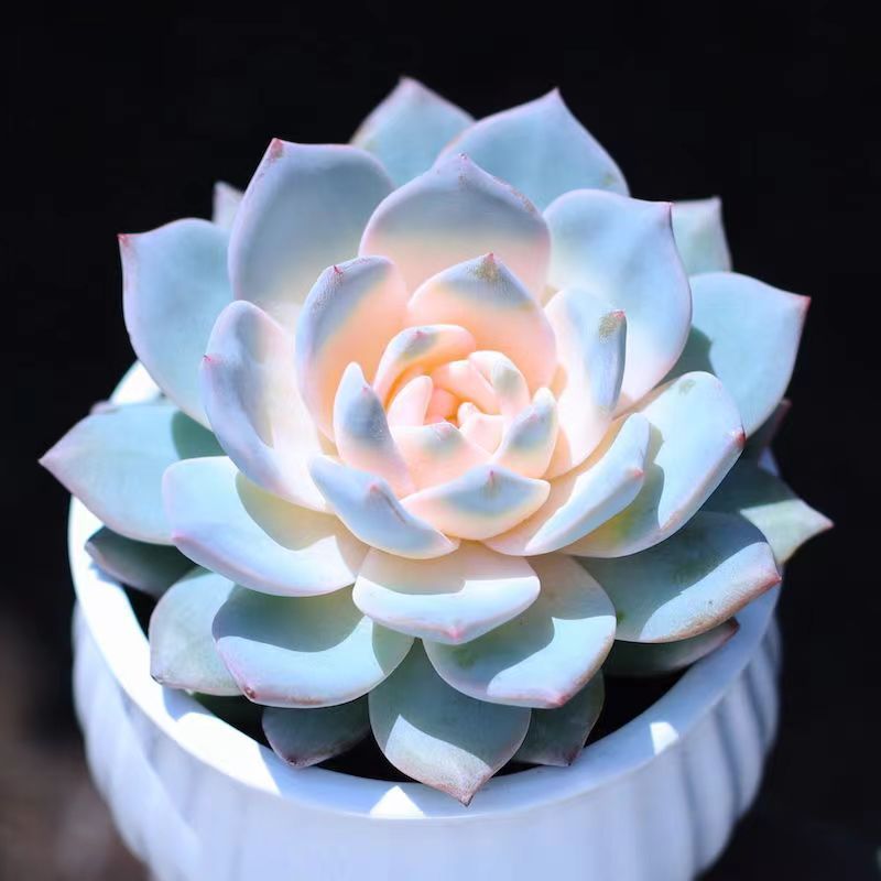 Blue Bird Succulent Plant Combo Potted Succulent Wholesale Flower Pot with Soil Free Shipping Indoor Flower Anti-Sun Evergreen