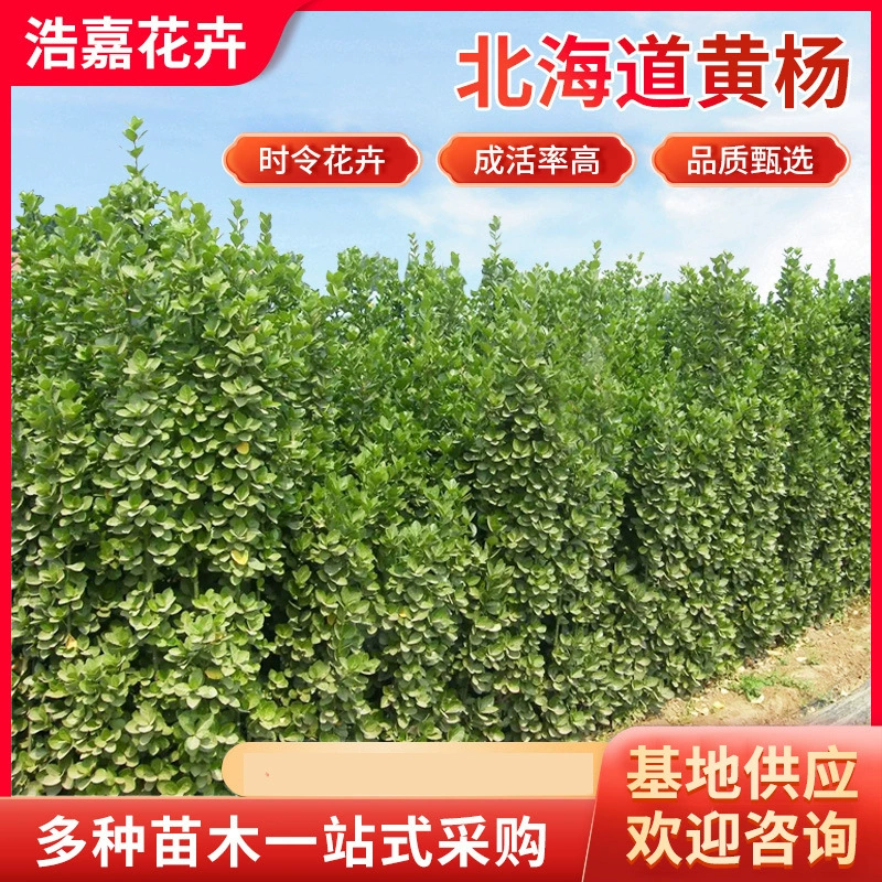 Саженцы самшита Хоккайдо, вечнозеленые кустарники для зеленения, вечнозеленые оградительные стены для любого времени года, самшит Хоккайдо.