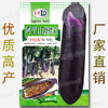 Alishan barbecue eggplant seeds about 100 grains of sparse vegetable seeds wholesale vegetable seeds wholesale