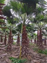 上海华盛顿棕榈湖北华棕江西老人葵浙江华棕批发湖南老人葵批发