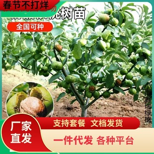 һ�����l���Ҙ���������ϱ����Nֲ�޽�8518���Ա�����Ƥɽ������