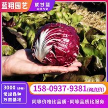 供应花卉种子旱红紫甘蓝紫洋白菜蓝翔园艺品牌花种子厂家直销种子