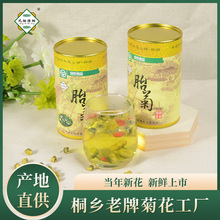 桐乡新货胎菊50克罐装杭白菊散装头采胎菊王绿康源头工厂花草茶