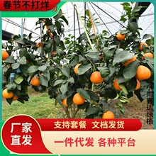 һ�����lɰ���٘������Ե��Ԏ����Ϸ������Nֲ���٘���箔��Y��