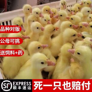 �r��ɢ�B���ڴ������Z��������w �ļ��Z����Z�����Bֳ���l�Z��