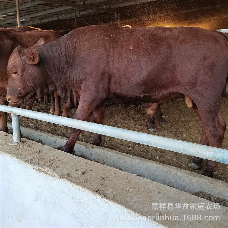 小牛苗和肉牛犊价格 肉牛场售利木赞牛 架子牛多少钱一头