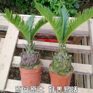 �F������С�K�F��͏d�k���҃����՚��ֲ��������ȩ�Gֲ��ĸһ��