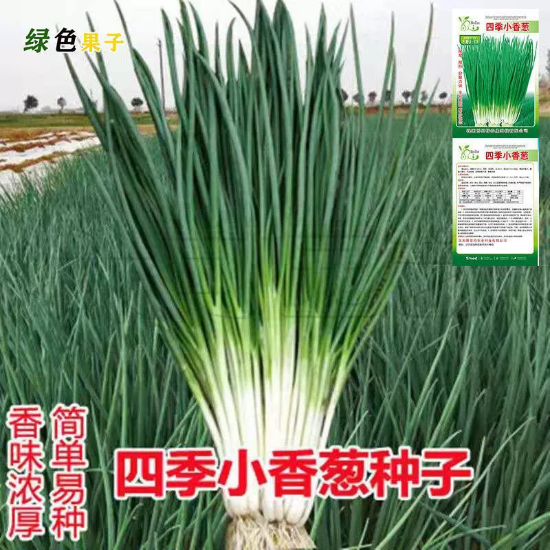 Семена чеснока легко выращивать в любое время года, семена чеснока, семена лука в горшках для балкона, семена домашних овощей.