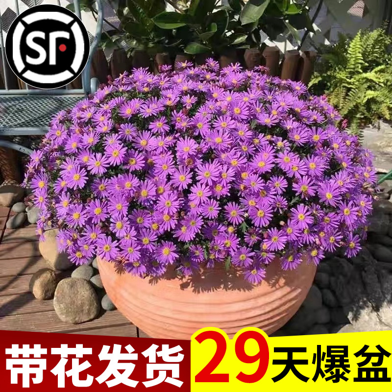 姬小菊盆栽小雏菊阳台室内外花卉玛格丽特菊花小苗多色混搭