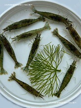 �ښ��r������r�^�p�r�����坍�r����r���wˮ�����~���쾰Ԓ�r