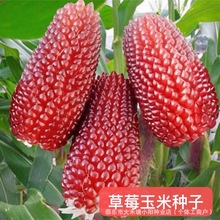 草莓玉米种子可生吃甜糯高产四季播种蔬菜水果种子籽