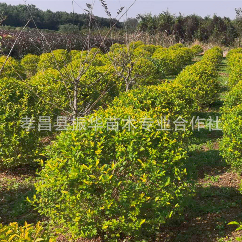 ff429f55e1094a930f71bf21594922