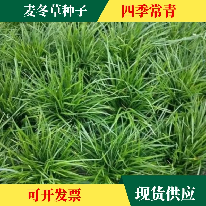 Оптом семена зимних трав по заказу видов трав мелколистных крупнолистных широколистных средне-листных озимых трав озеленение рассады семян наземное посадка