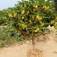 嫁接桂花树苗庭院桂花盆栽地栽树苗金桂四季桂花树苗浓香花卉