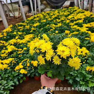 ���c�Օr��ݻ� ���c�[չ�����G�����������Զ໨�ջ�����ֱ��