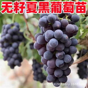 ��Ʒ�N�ĺںڰ�����������o�Ѽt���������ј䱱�Ϸ�����Y������