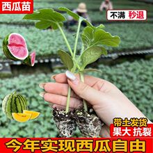 【精品】西瓜苗8424麒麟西瓜秧苗高产大果美都西瓜苗庭院盆栽薄皮