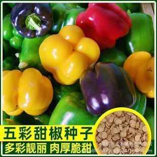 ����𽷷N�ӟ��\���t���S�ȾG̫�ս���ɫ�����Ѵ����ļ��߲˷N��