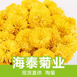 批发陶菊散装500g新货婺源皇菊金丝菊花茶徽州黄菊花干花产地直销