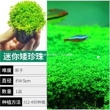 ǰذ~ˮֲݻˮԲ֟oţë