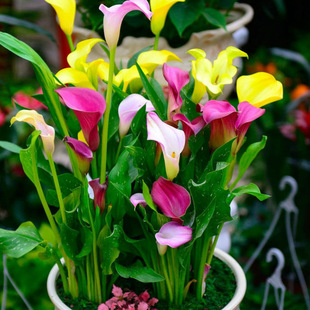 Dutch Colorfuled Calla Lily Bulbs Large Indoor Potted Bulb Florals All Year Round Easy-To-Live Seed Plants