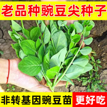 豌豆种子四川结豌豆尖种籽专吃豌豆苗四季甜豌豆荷兰豆蔬菜种孑