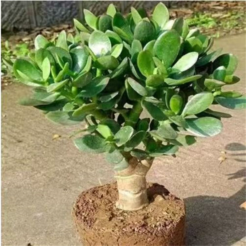 Большое комнатное суккулентное растение в горшках Юшу