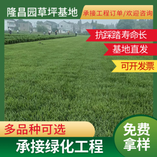 Four Seasons Green Grass Knot Grass Cut Paspalum Lan Yin No. 3 Manila Taiwan Green Lawn Turf Wholesale
