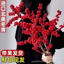 精品进口北美冬青鲜切枝水培植物鲜花束红果水养室内年宵花卉真花