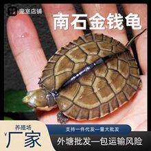南石龟苗石金钱龟活体宠物纯种外塘养殖小青龟黄喉拟水龟长期供货