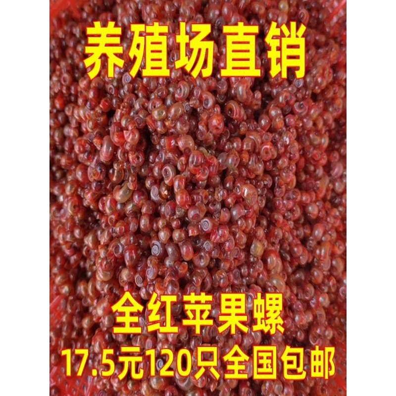 All Red Apple Snail, Ornamental Snail, Large Size, Algae-Eating Snail, Golden Snail, Doghead Fish, Ornamental Turtle, Live Food, Cleaning, Free Shipping