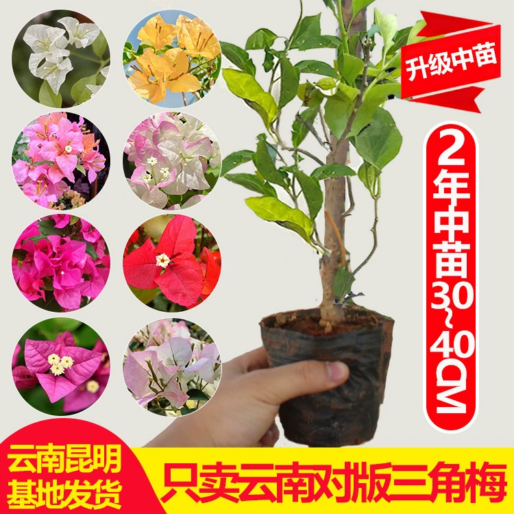 Дропшиппинг Юньнань, прямая доставка рассады бугенвиллии, которая цветет в любое время года, вьющихся растений с двойными лепестками и разноцветных зеленых цветов вишни бугенвиллии.