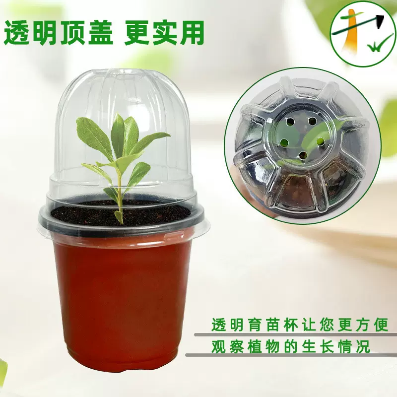 双色育苗花盆塑料加厚多肉育苗盆10CM口径大号基地育苗小花盆