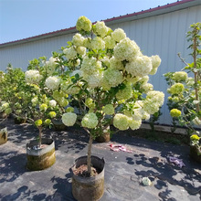 中华木绣球 盆栽斗球灌木花卉庭院大型木本植物盆栽树苗多年生