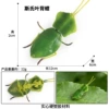 M-2839 Schi Leaf Back Mantra