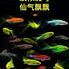 耐冷水小型七彩观赏鱼灯科鱼可混养4-5厘米特大号长尾蝶翼鱼批发