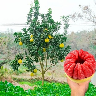 ���Ә��箔��Y���ش�޽���t�����������籱���Ϸ��Nֲ�辰ͥԺ