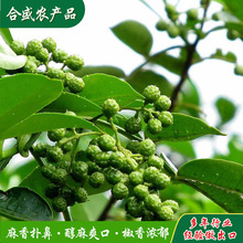 调味香料青花椒批发藤椒青花椒麻辣烫底料花椒调料青花椒外贸出口